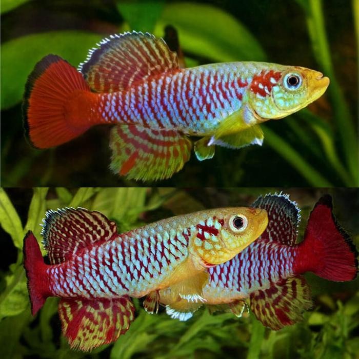 Siap Kirim Killifish Guentheri Red / Red Tail Notho Ikan Aquarium