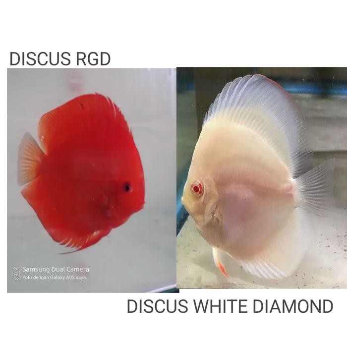 Siap Kirim Paket 2 Pasang Discus 2-3cm Super Red White Diamond