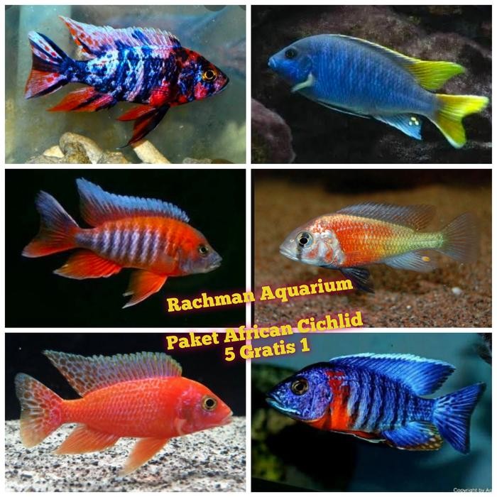Siap Kirim Paket Ikan Hias African Cichlid OB Peacock Isi 5 Gratis 1