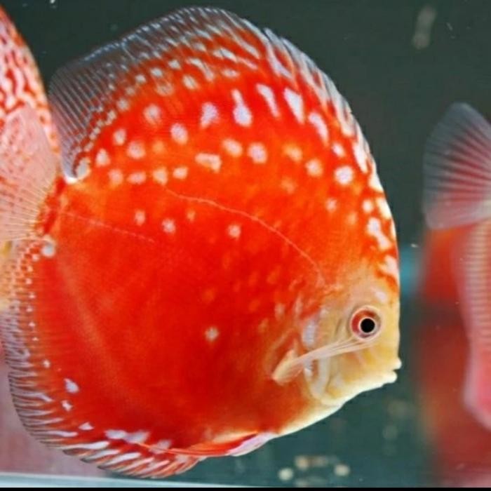 Siap Kirim Batu Karang DR (Dead Rock) Aquarium Dekorasi