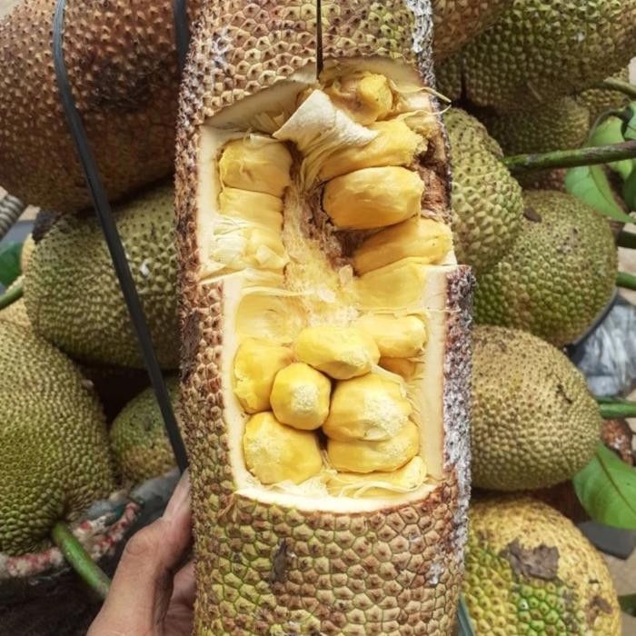 

NATURE- Buah Cempedak Matang Pohon Fresh Per Buah