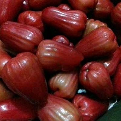 

NATURE- Jambu Air Citra Kualitas Super