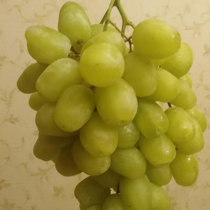 

NATURE- Anggur Hijau Tanpa Biji Manisss Green Emerald Impor Usa