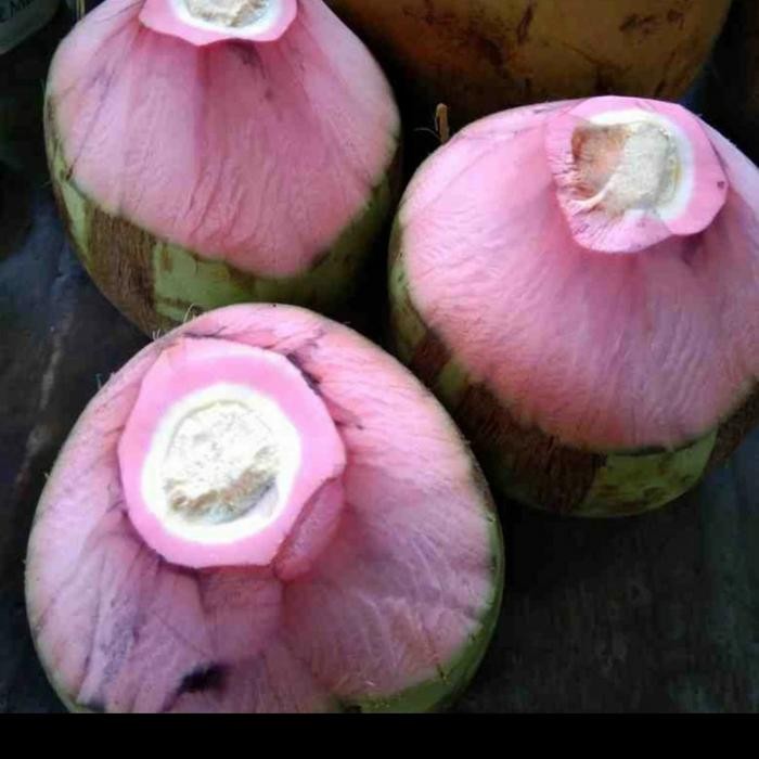 

NATURE- Buah Kelapa Hijau Untuk Obat/Kelapa Muda Segar