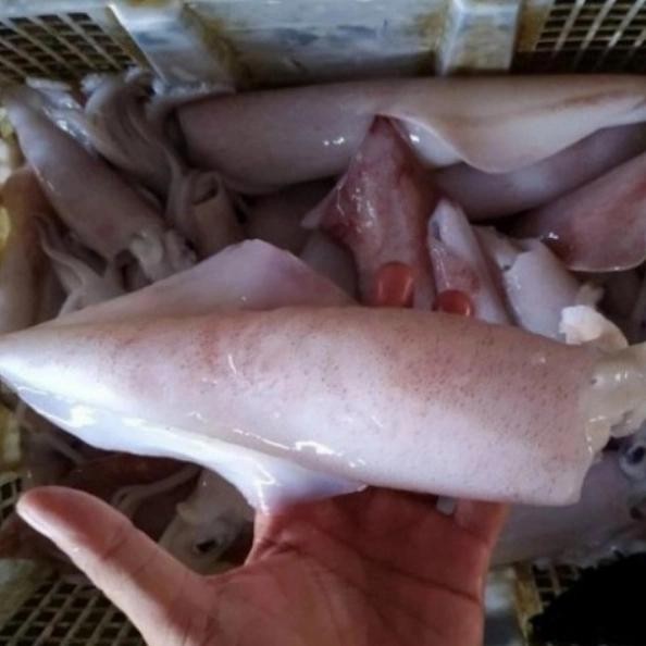 Siap Kirim Cumi Segar Besar 500g - Seafood Segar Shopee
