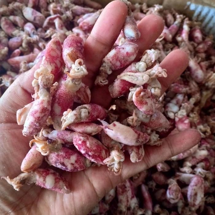 

Siap Kirim Baby Cumi Asin Kering 500gr - Seafood Premium Shopee