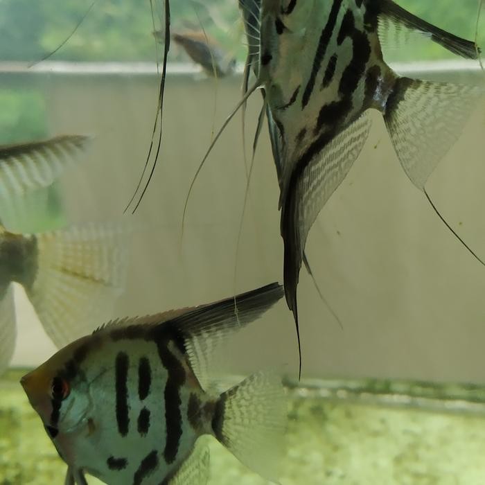 Manfish Clown Size 5Cm,Ikan Hias Bagus