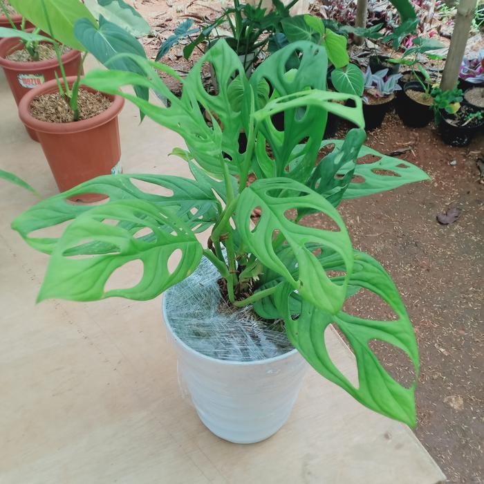 

tanaman hias janda bolong free pot