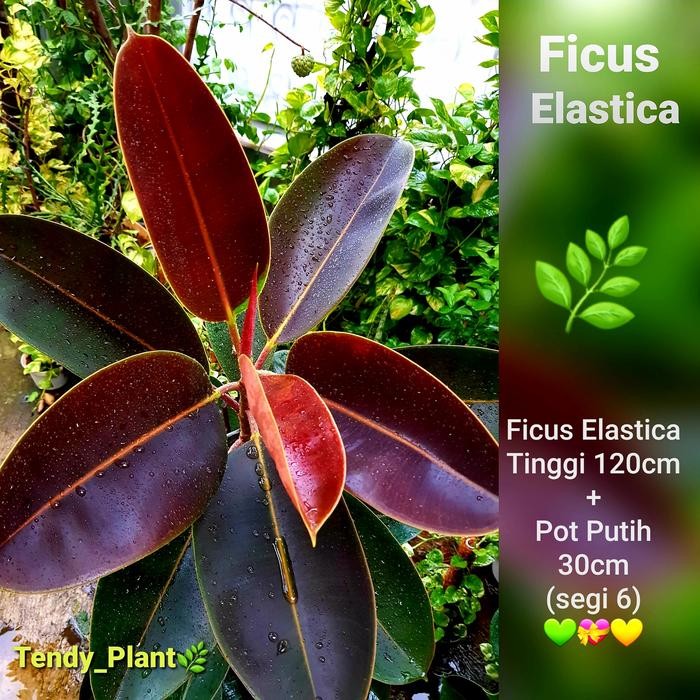 

Ficus Elastica (Karet Kebo) REAL PIC !
