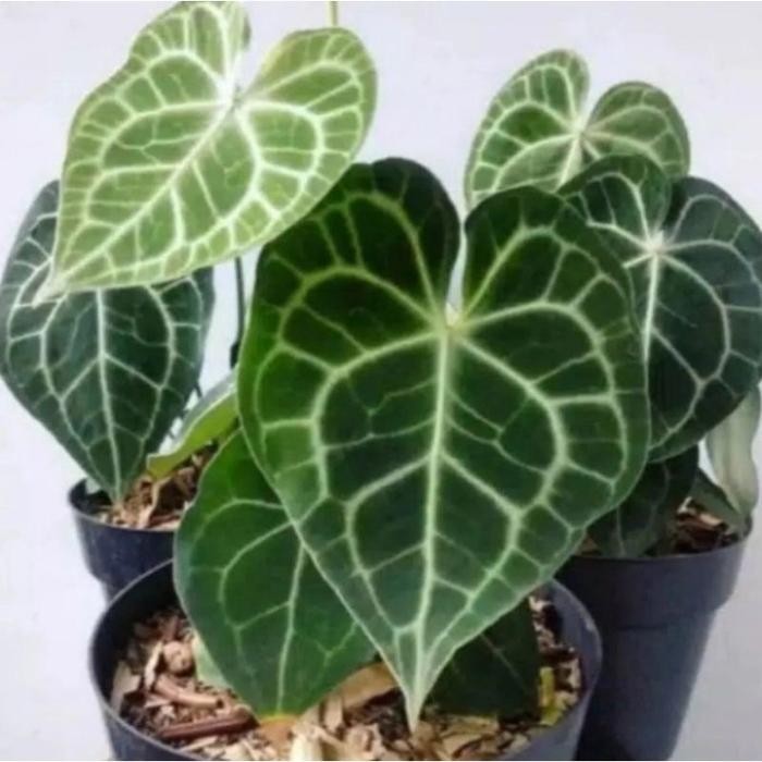 

tanaman kuping gajah plus pot stok super