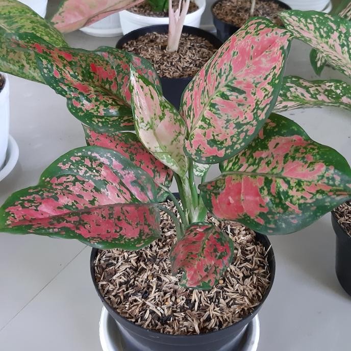 

Tanaman Hias Aglaonema Dud Anjamani - Aglonema Anjamani tanaman