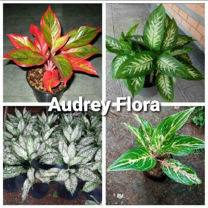 

Paket Hemat 4 Tanaman Hias Aglonema