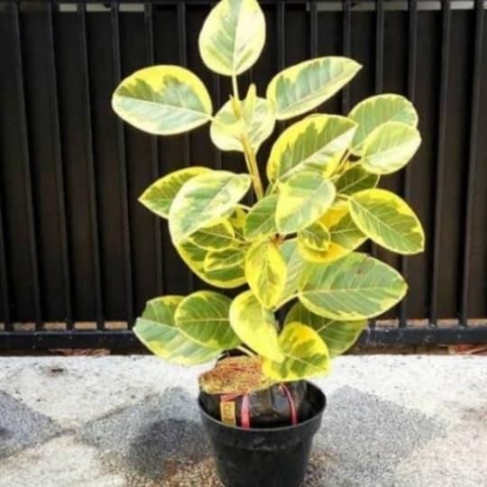 

Pohon Karet Kebo Varigata Kuning