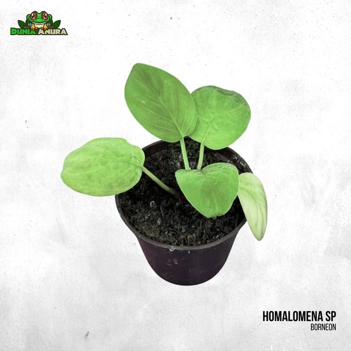 

Tanaman Vivarium/Paludarium Homalomena sp