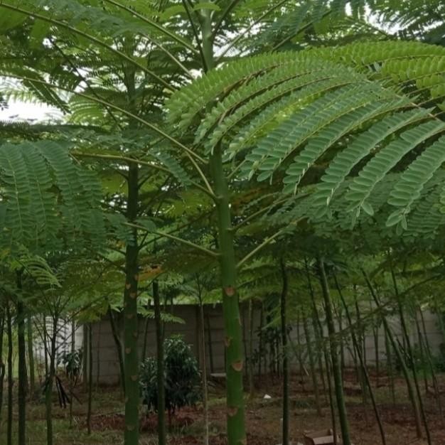 

pohon solobium brazil/ pakis brazil tinggi 1.5 meter