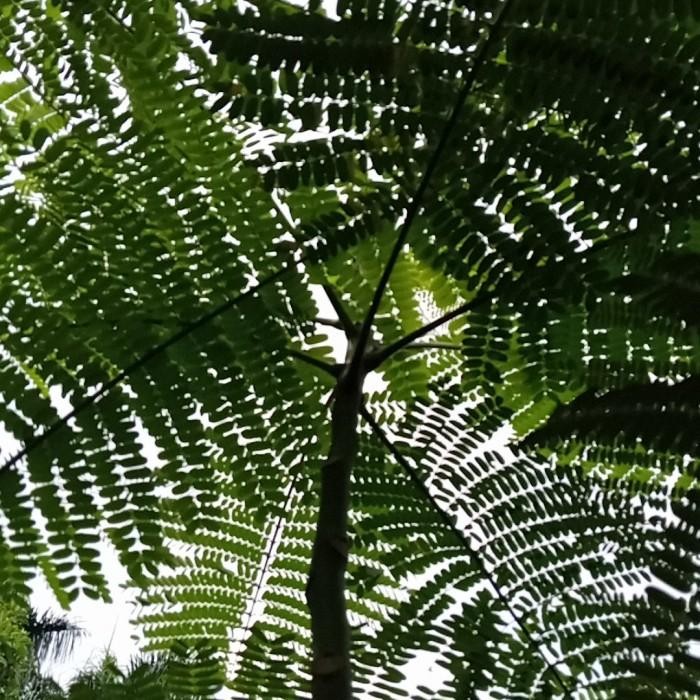 

promo pohon hias solobium/ pakis brazil 2 meter