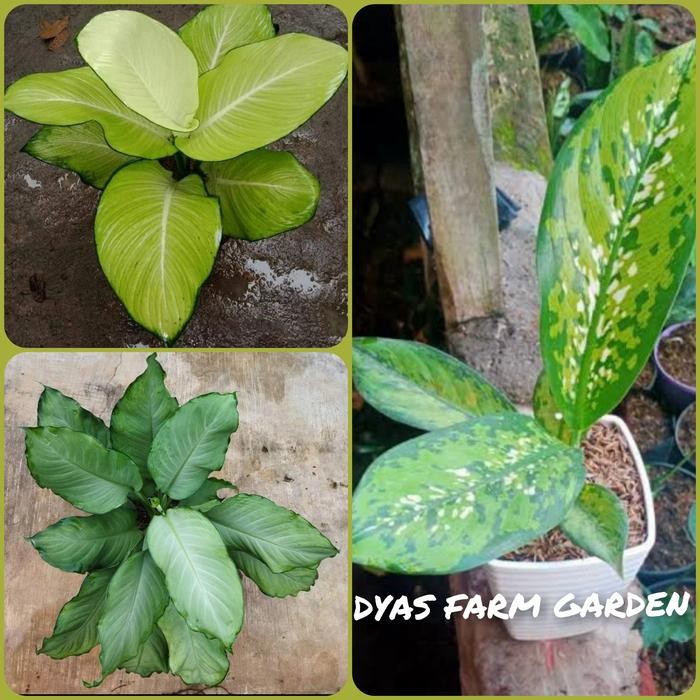

tanaman hias dieffenbachia paketan 3