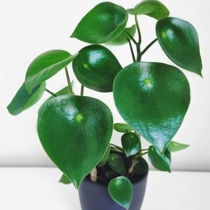 

tanaman hias peperomia raindrop + pot / tanaman indoor / peperomia