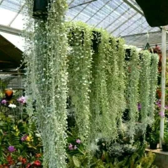 

Bibit tanaman hias silver hair atau sodum