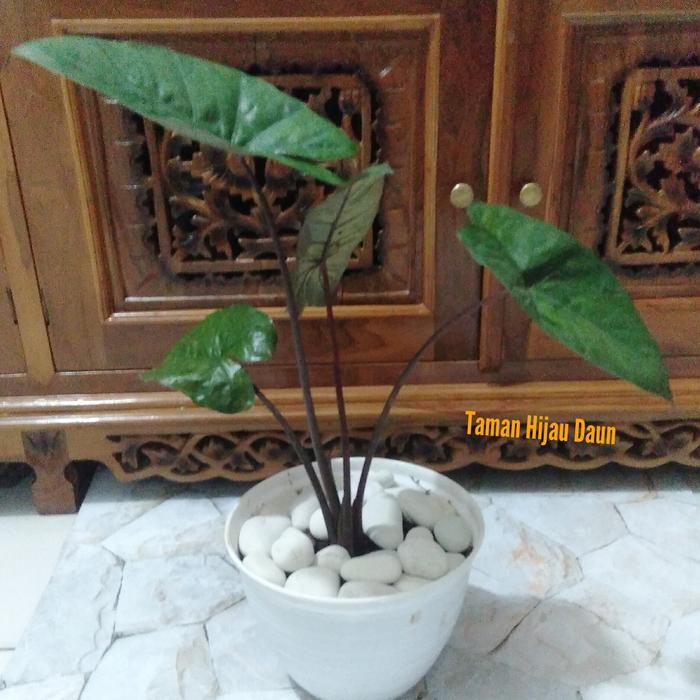 

Alocasia Plumbea Tanaman Hias Indoor Dan Outdoor