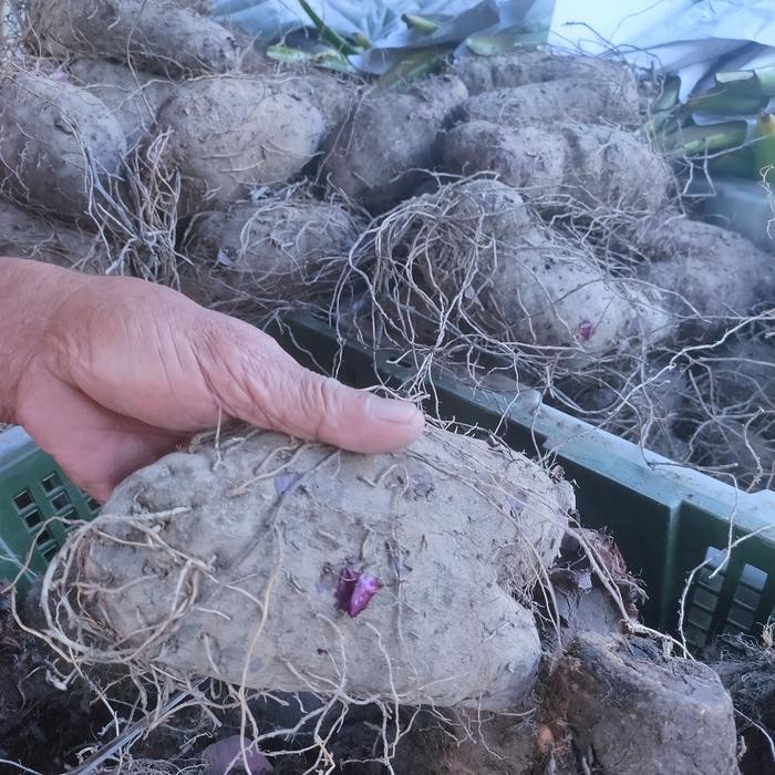 

LUXEHEALTH- Talas Ungu / Thaisu