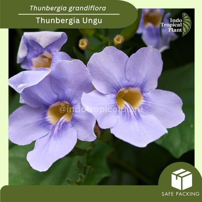 Bibit Tanaman Hias Thunbergia grandiflora / Thunbergia Ungu / Hiasan Taman