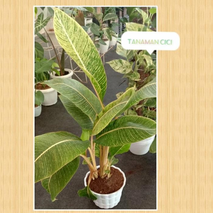 Tanaman outdoor pisang bugis besar 1m-an