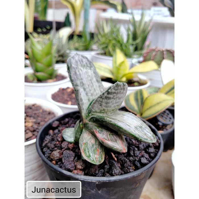 Gasteria Sakura Fuji