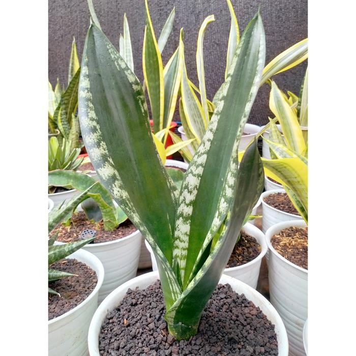 Sansevieria Trifasciata Whitney