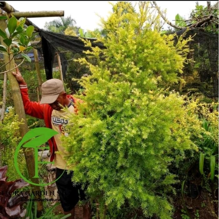 Pohon Artificial Cemara Melaleuca - Cemara Melaleuca Golden Artificial - Cemara Malika Artificial