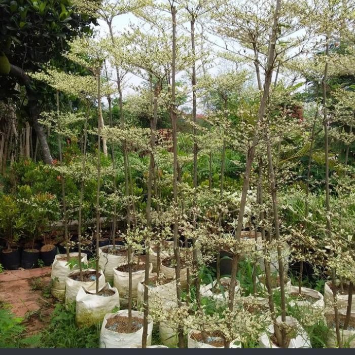 tanaman hias ketapang kencana varigata pohon ketapang varigata 1meter