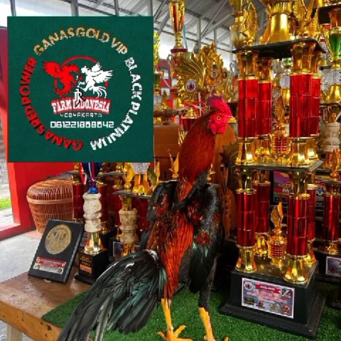 1 RENTENG JAMU AYAM KAMLANG GANAS GOLD VIP ISI 10 BKS KAMLANG KERING Telur