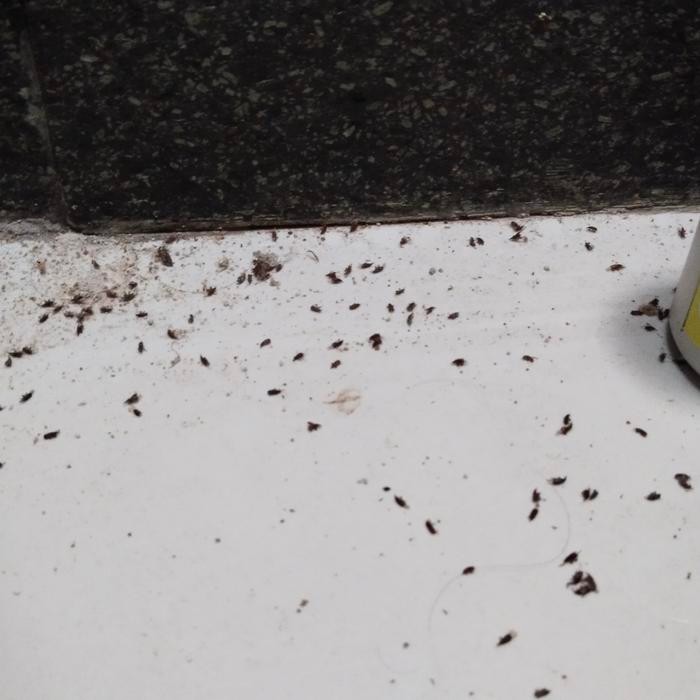 Obat Kutu Beras, Jagung, dan Pakan Ternak Ampuh