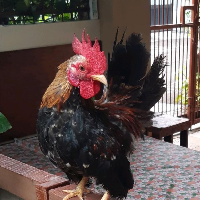 Ayam Hias ( Kate SNI/Ceper/Kate Asli/Jantan/ Betina)