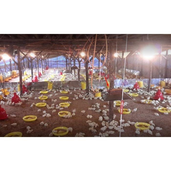 Pemanas Kandang Ayam Gasolek Infrared ORIGINAL