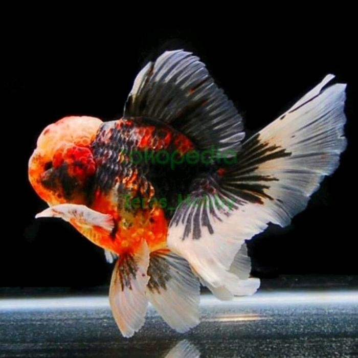 Pilihan- Koki Oranda Calico Rosetail Jambul Berkualitas Size (M)