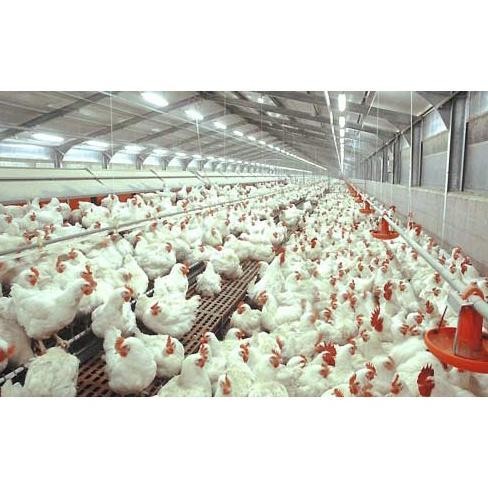 Suplemen Ayam Tinggi Kalsium, Pakan Ayam Pedaging Petelur CALSIUM +