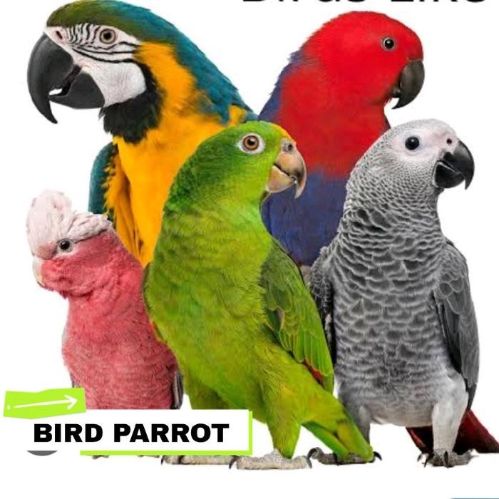 Rantai Afgrey Ring Omega