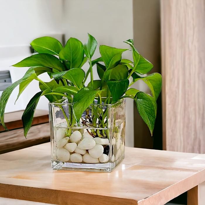 Pilihan- Vas Bunga Kaca Kotak Minimalis Aesthetic / Pot Hidroponik Terarium