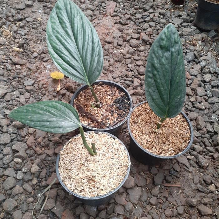 monstera pinatipartita