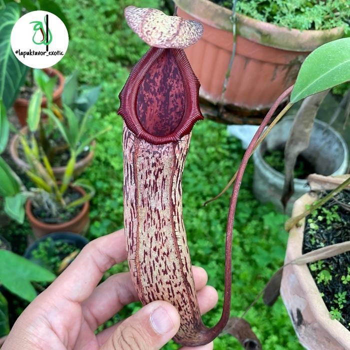 Nepenthes RokkoNorthiana
