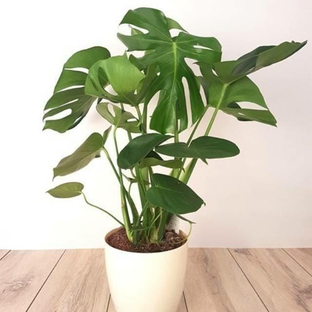 Tanaman hias monstera deliciosa - monstera deliciosa - monstera - bibi