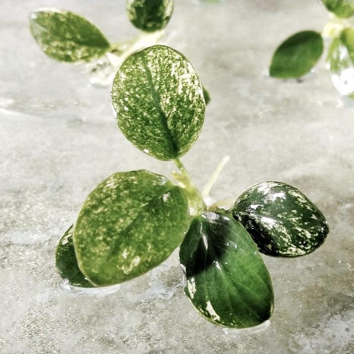 Anubias Nana Pinto