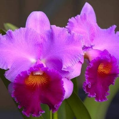 Anggrek Cattleya Blc. Bonanza Queen Panamint