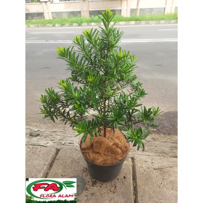 Paket Tanaman Lohansung / Lohansung