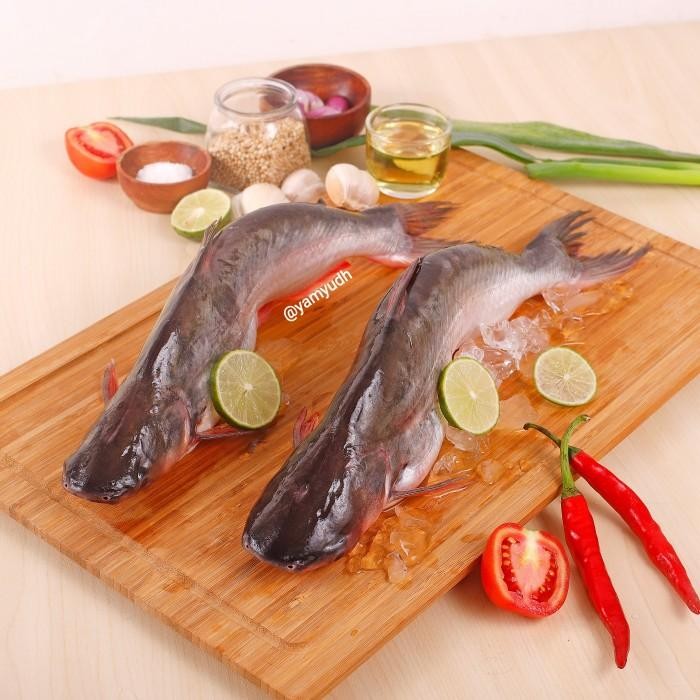 

(Expert) ikan patin 1kg segar