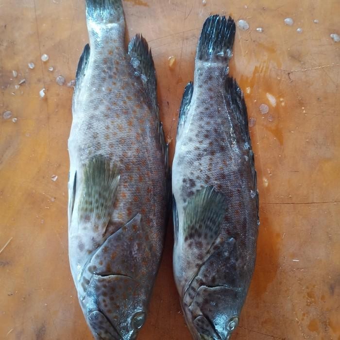 

(Expert) ikan kerapu hitam fresh