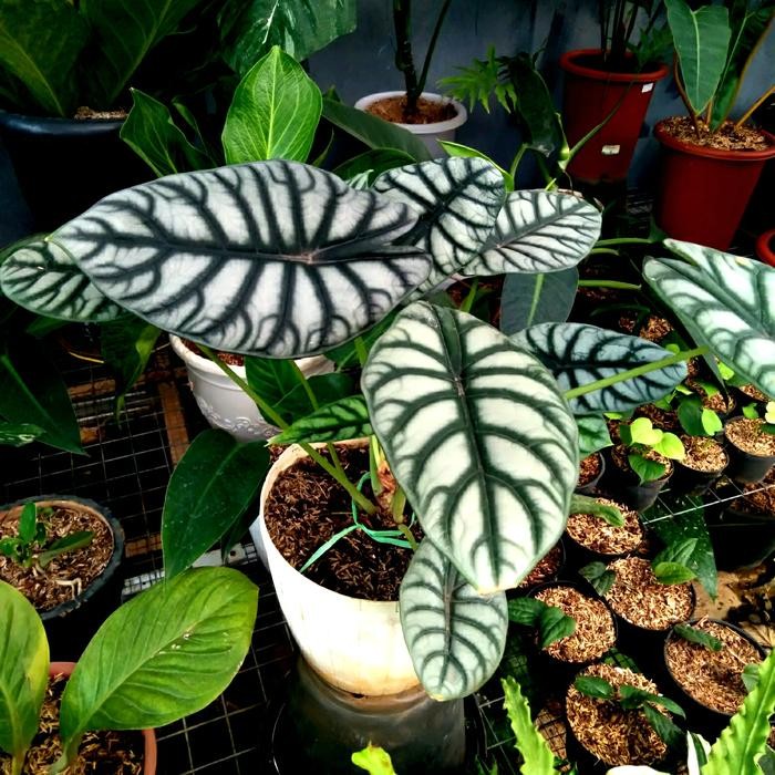 Alocasia Silver Scale Alocasia Baginda Alocasia Tengkorak Jumbo Berkualitas