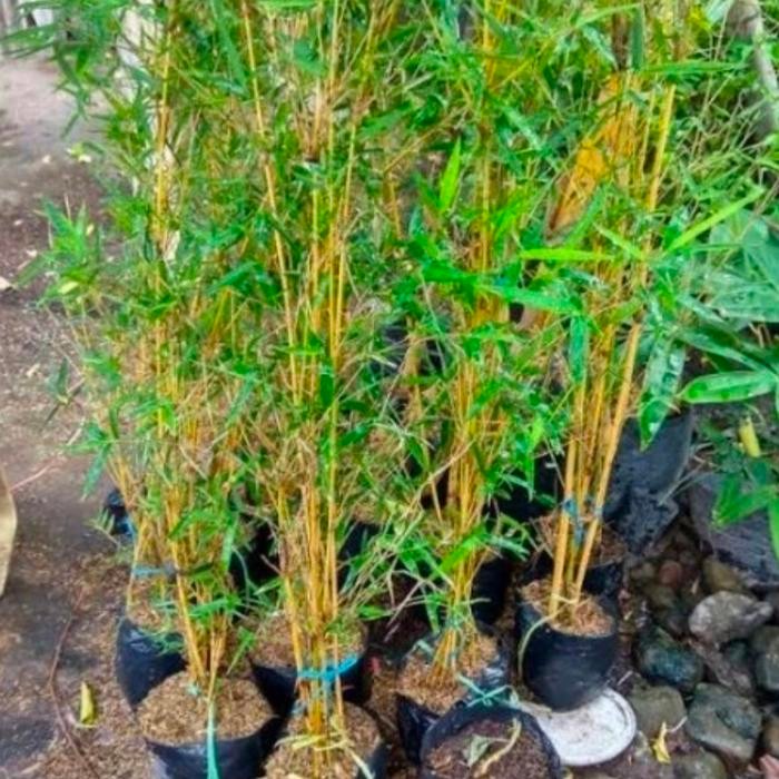 Terlaris Pohon Pring Kuning /Bambu Kuning/Tanaman Bambu Kuning