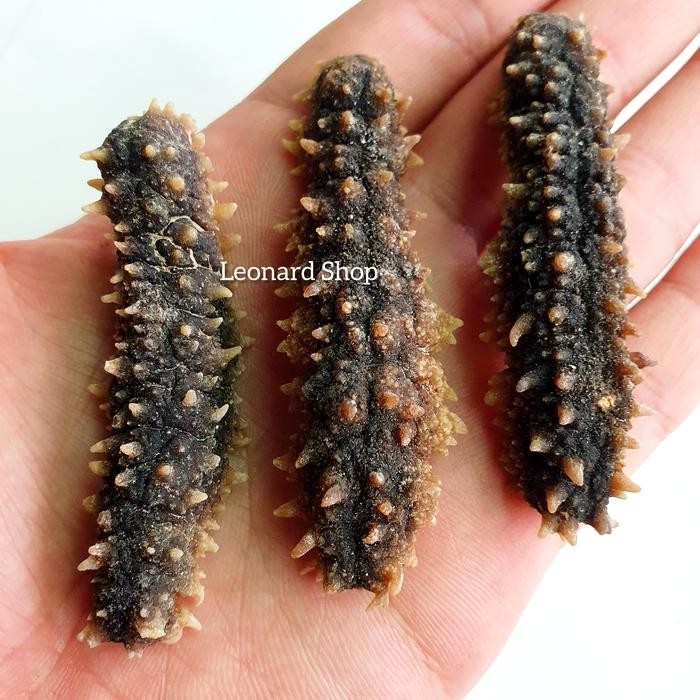 

PREMIUM Teripang Duri Kering Besar Kualitas Grade A Super Haisom Tebal Kenyal